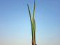 Preview: weißgestreifter Kalmus - Acorus calamus Variegatus